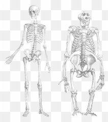 Skeleton Png Transparent 2 Image - Chimp And Human Similarities,Skeleton Png Transparent
