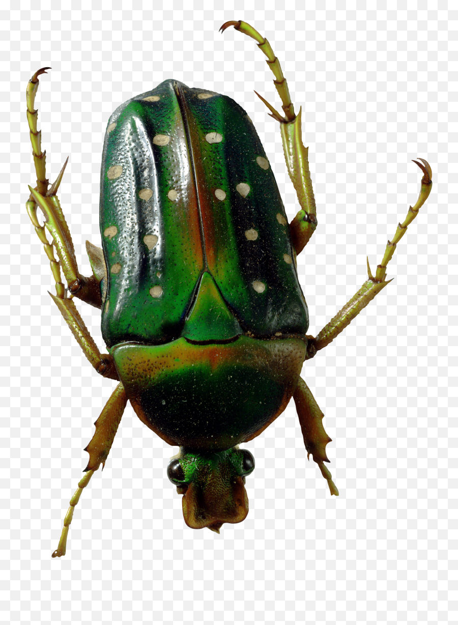 Green Bug Png Image - Purepng Free Transparent Cc0 Png,Transparent Bug