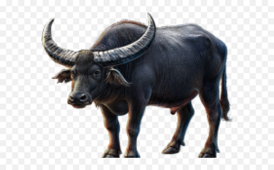 buffalo clipart