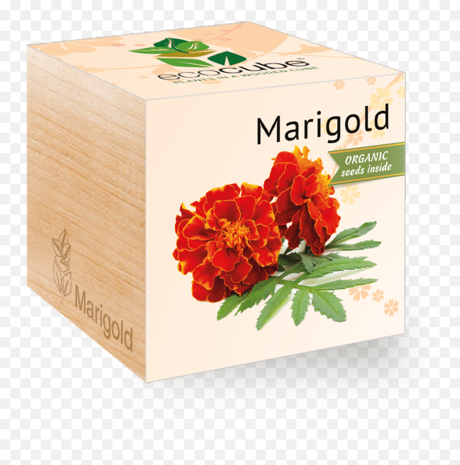 Marigold - Marigold Png,Marigold Transparent