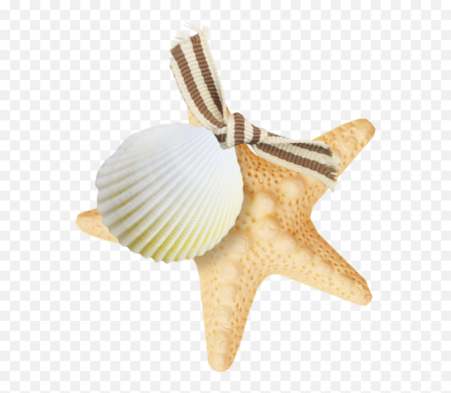 Starfish Png - Starfish,Starfish Clipart Transparent Background