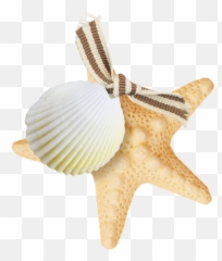 Starfish Png - Starfish,Starfish Clipart Transparent Background