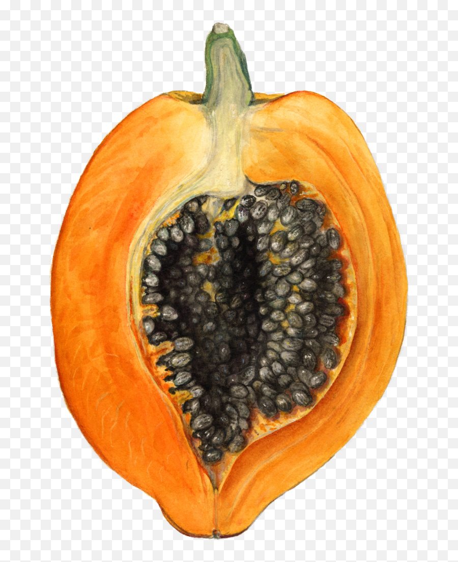 Download Better With Headphones - Carica Papaya Botanical Png,Papaya Png
