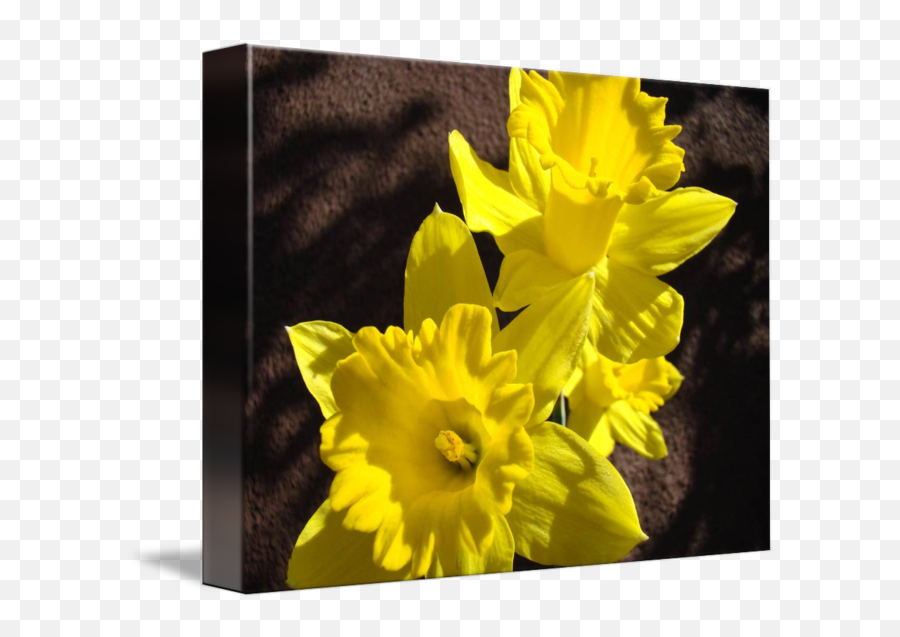 Glowing Daffodil Flowers Art Photography By Baslee Troutman Fine Prints - Wild Daffodil Png,Daffodil Png
