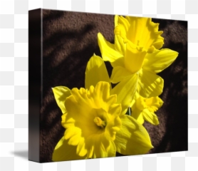 Glowing Daffodil Flowers Art Photography By Baslee Troutman Fine Prints - Wild Daffodil Png,Daffodil Png