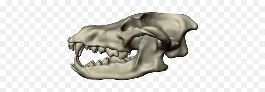 P3d - Horizontal Png,Wolf Skull Png