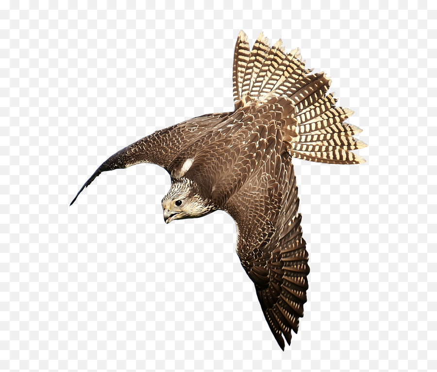 Falcon Birds Png Transparent Images - Bird Of Prey Transparent,Prey Png