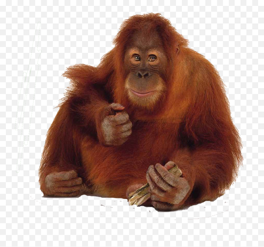 Orangutan Png Images Free Download - Orang Utan Png,Orang Png
