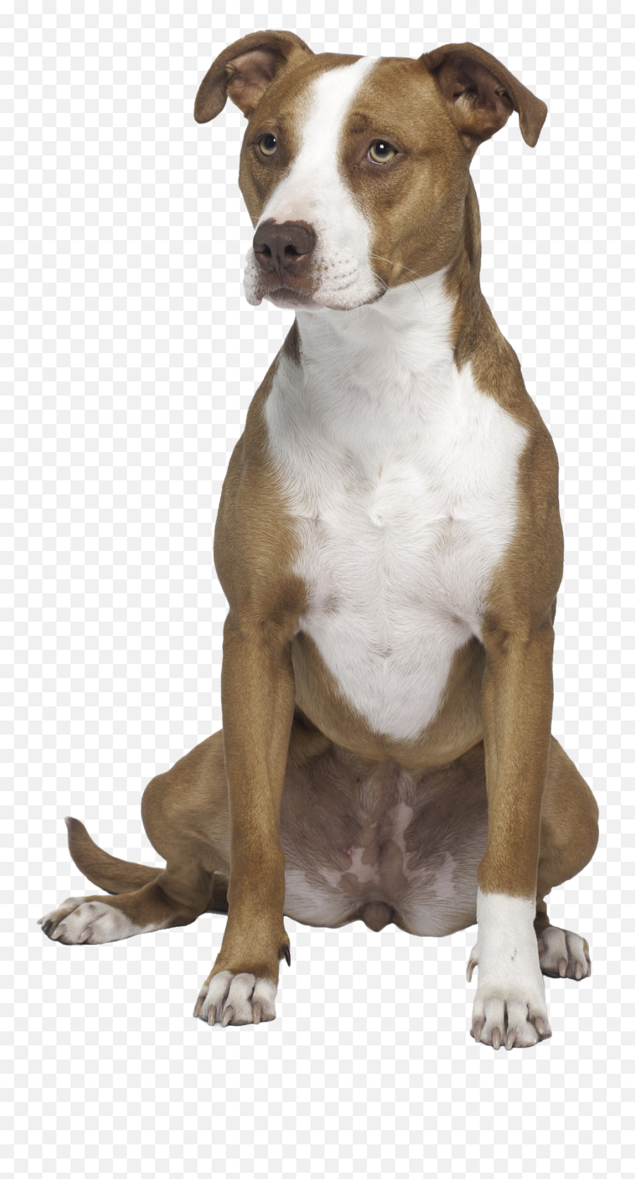 Routine Appointments - Pit Bull Terrier Full Size Png Transparent Pitbull Dog Png,Pit Png