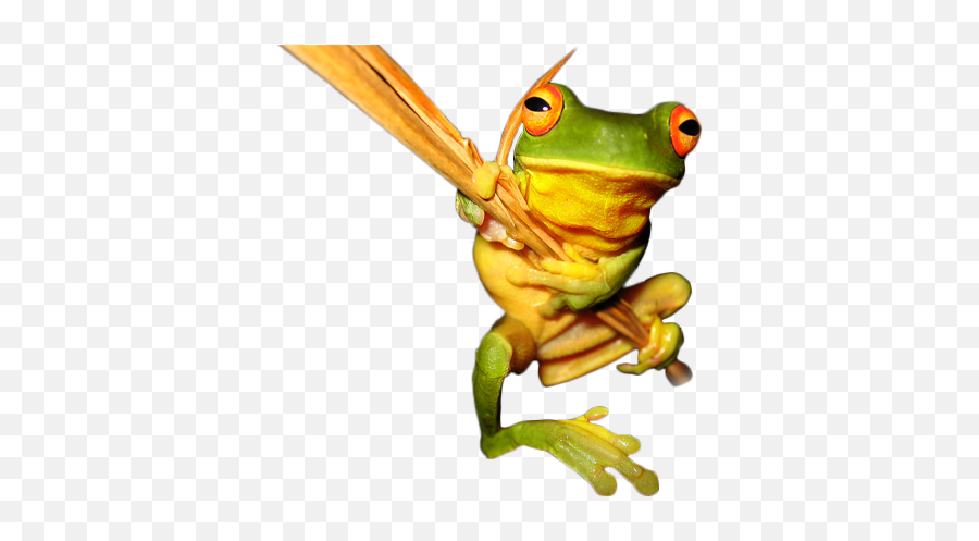 Save The - Save The Frogs Day Png,Transparent Frog