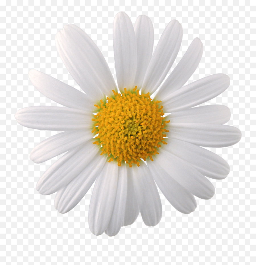 Daisy Png Tumblr Picture - Chamomile Png,Daisy Png