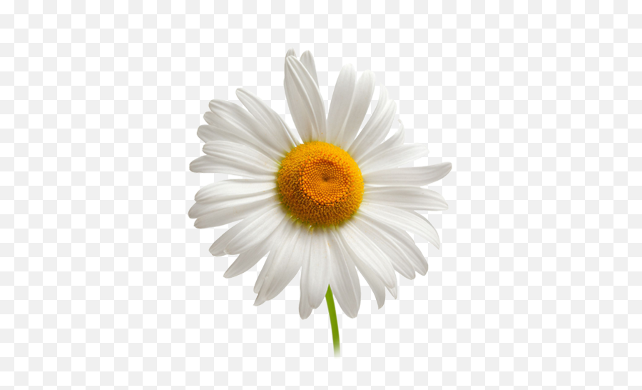 Daisy Chamomile Background - Camomille Png,Daisy Transparent Background