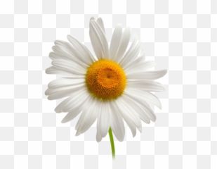 Daisy Chamomile Background - Camomille Png,Daisy Transparent Background