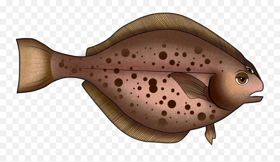 Download Hd No Fishes Were Harmed In - Sole Png,Flounder Png