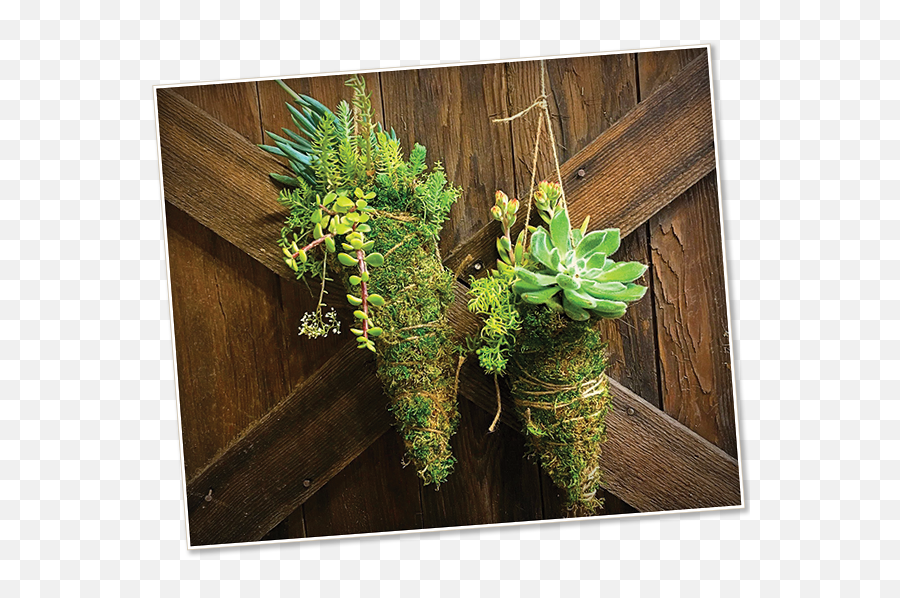 Omg I Killed My Japanese Maple High - Hand Nursery Succulent Kokedama Png,Japanese Maple Png