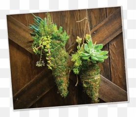 Omg I Killed My Japanese Maple High - Hand Nursery Succulent Kokedama Png,Japanese Maple Png
