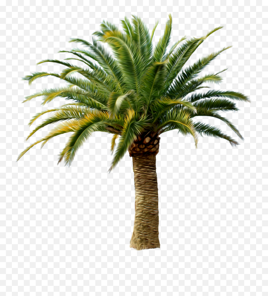 Png Palm Trees 1 Image - Date Palm Tree Png,Palm Png