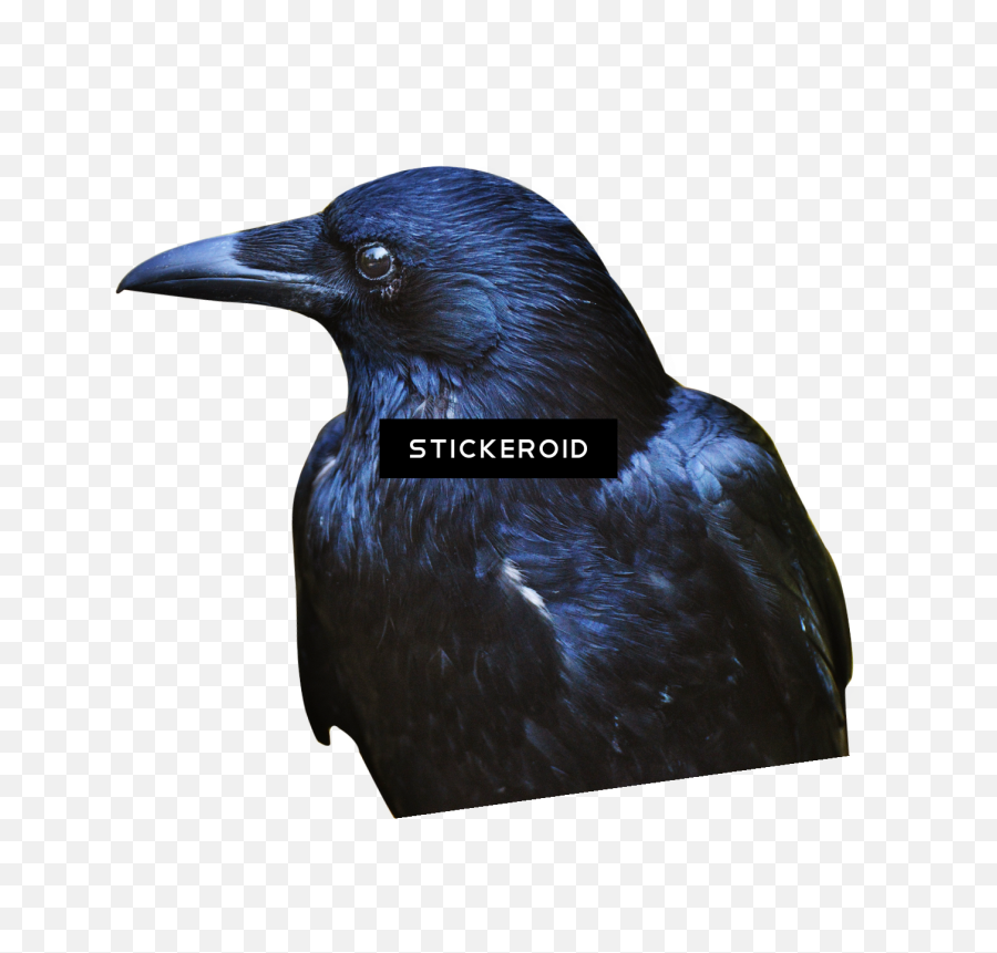 Download Crow Hd Birds - Portable Network Graphics Png,Crow Png