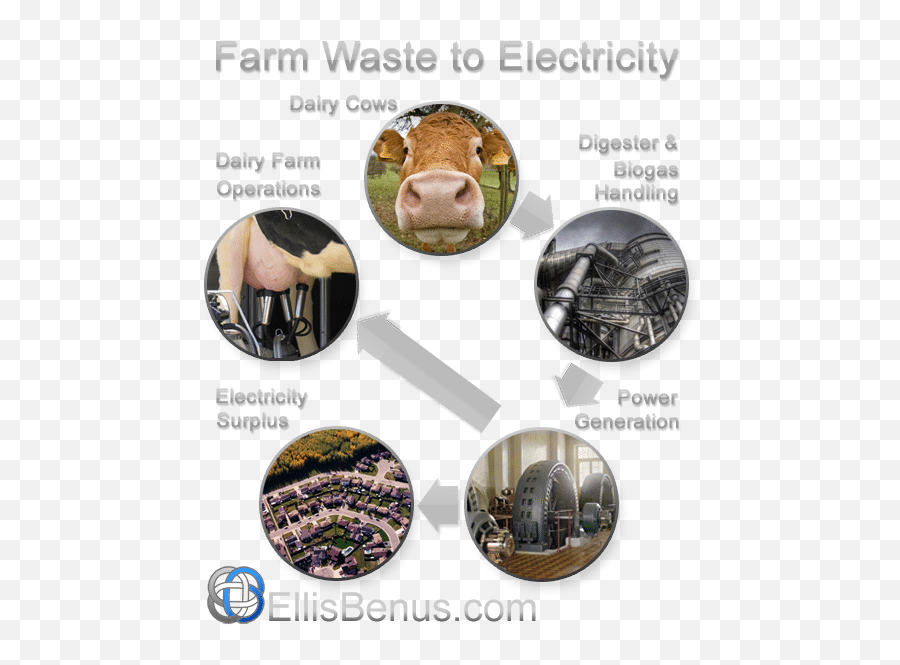 Farm Powers Itself And 100 Homes With Cow Manure Web - Dairy Cow Png,Cow Transparent Background