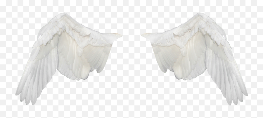 Wingswings Aveflightflywhite Wings - Free Image From Portable Network Graphics Png,Wing Png