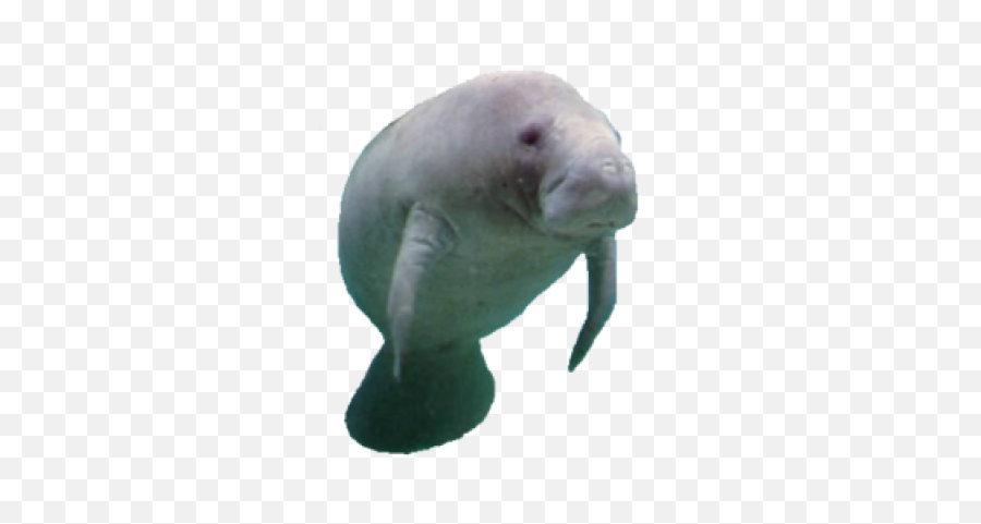 Download Free Png Collection Of Manatee - Manatees Png,Manatee Png