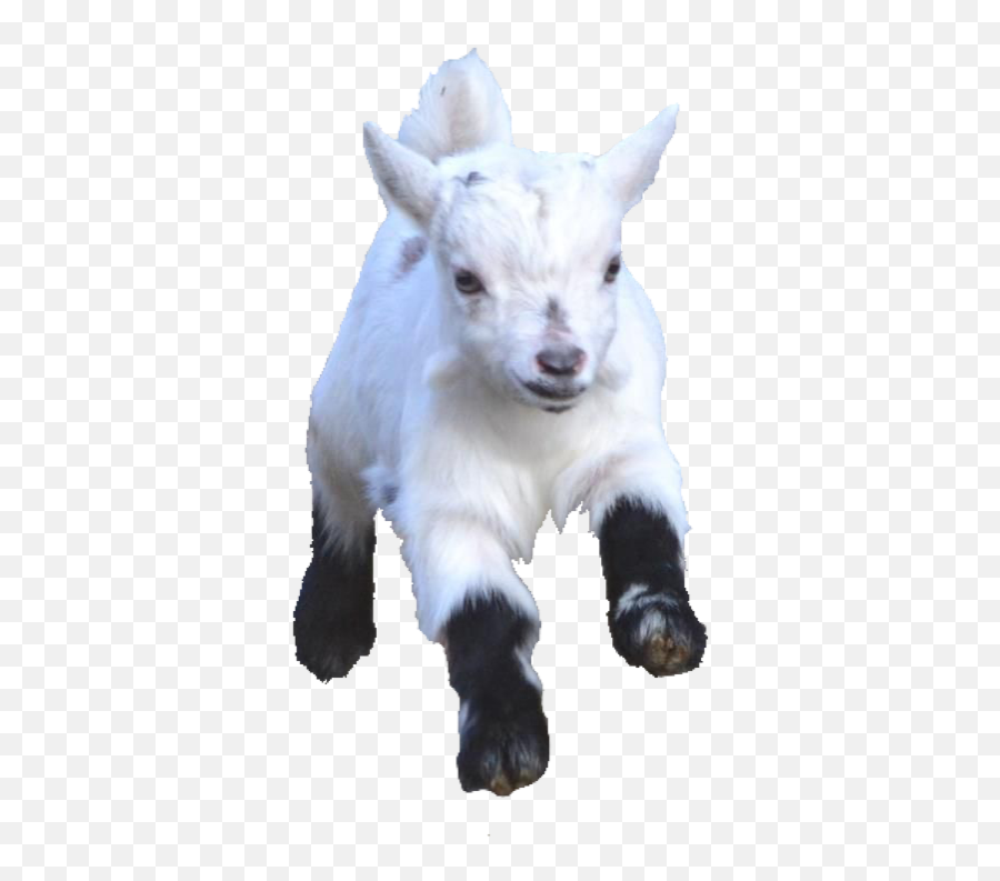 Babygoat Babygoats Goat Goats Freetoedit - Baby Goat Hd Png,Goat Emoji Png