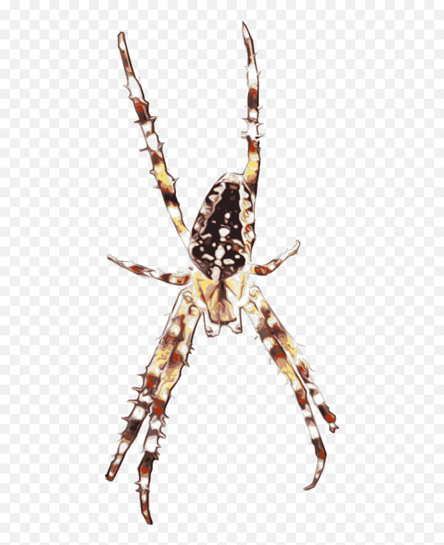 Spider Art Svg Clip Arts Download - Download Clip Art Png Araneus Cavaticus,Spiders Png