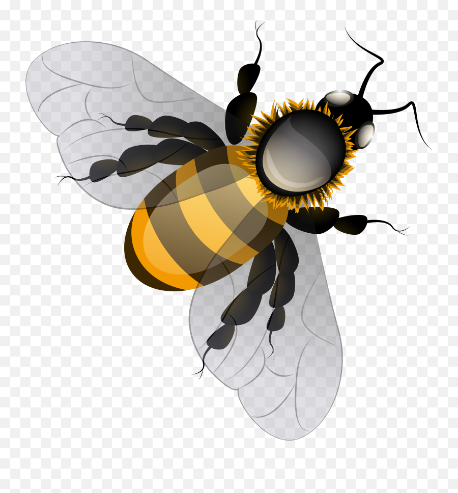 Bee Transparent Png Clipart Free - Bee Pics Clip Art,Bee Clipart Png