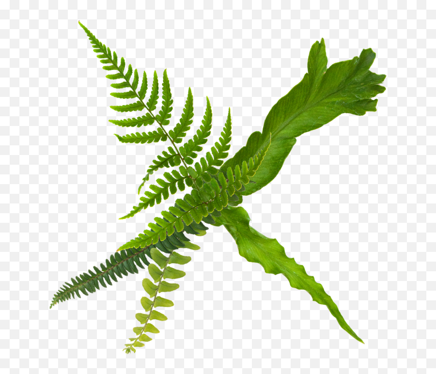 Fern Care Guide - Vertical Png,Ferns Png