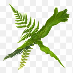 Fern Care Guide - Vertical Png,Ferns Png