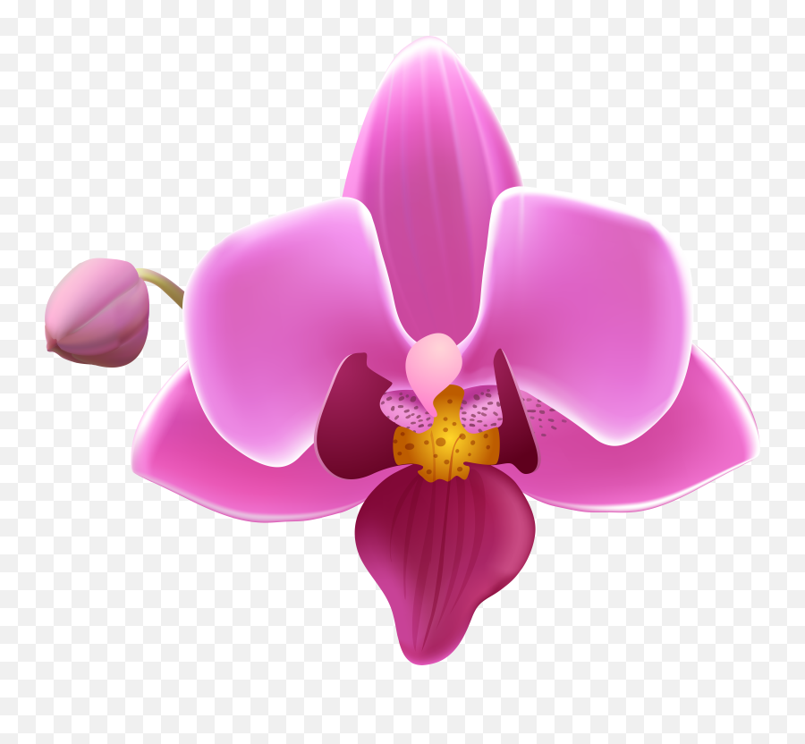 Transparent Background Orchid Png
