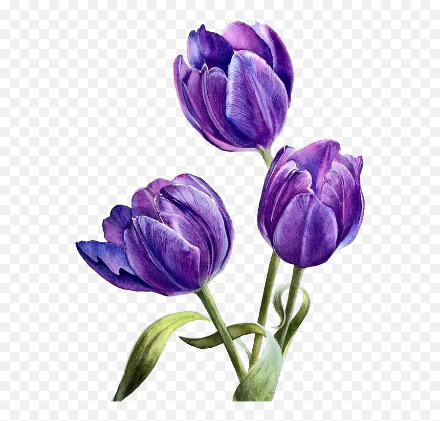 Flower Purple Png Watercolor