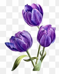 Flower Purple Png