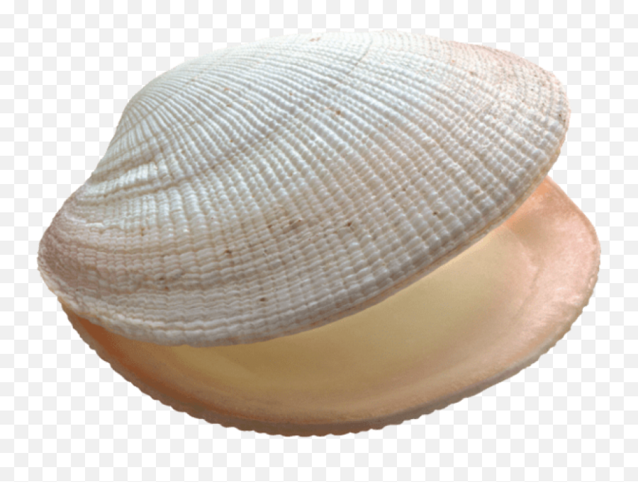 Download Free Png Shell Images - Transparent Clam Clip Art,Clam Png