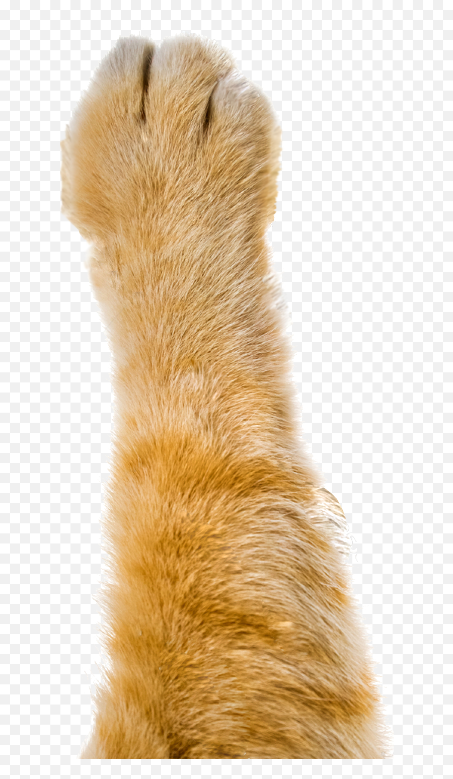 Pointless Paws - Orange Tabby Cat Paw Png,Cat Paws Png