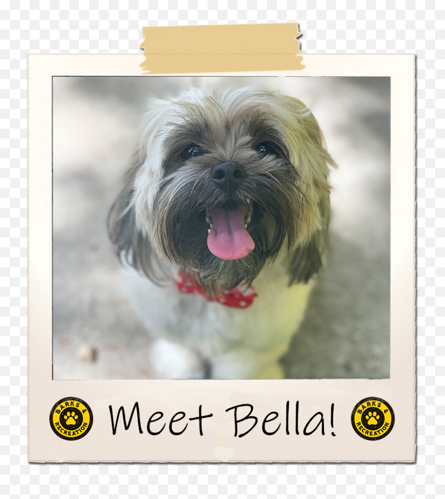 Bella Bark Squad Malteseshih - Tzu Mix U2013 Barks And Recreation Picture Frame Png,Shih Tzu Png