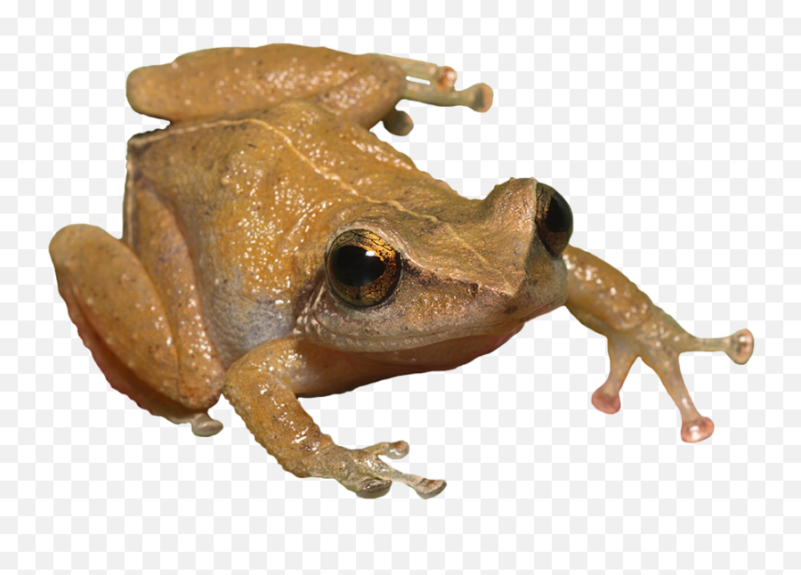 Frog Images Png Outline - Common Coqui,Transparent Frog