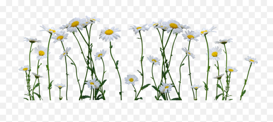 Download Daisy Png Image - Daisy Png,Daisy Png