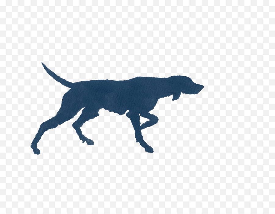 Marco Polo U2014 Rough Haired Pointer - Dog Png,Marco Polo Icon