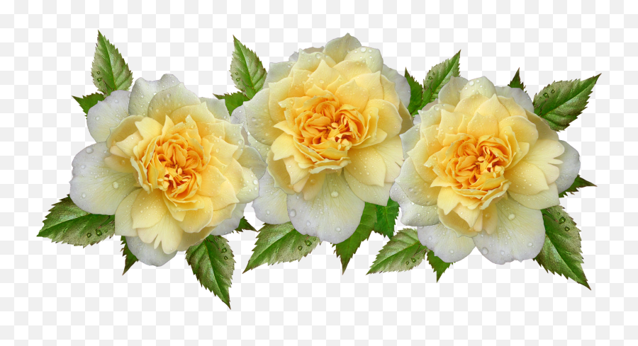 Roses Yellow Flowers Raindrops Arrangementroses - Flower Png,Raindrops Png