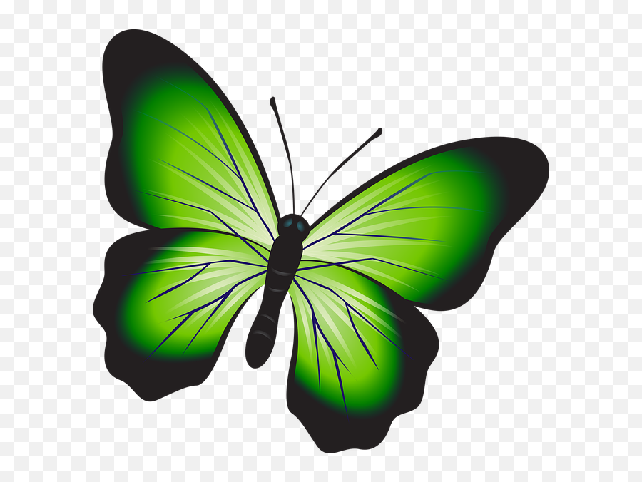 Butterfly Colorful Green - Kupu Kupu Warna Hijau Png,Green Png