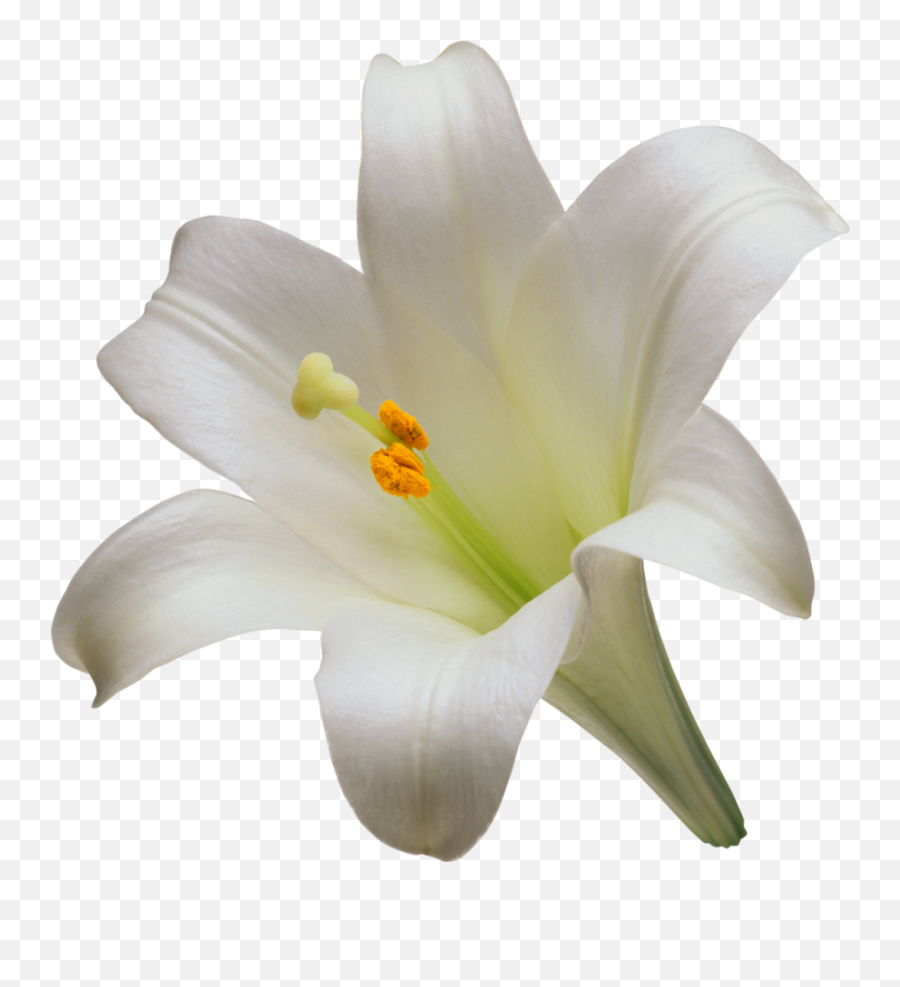 Png V - Madonna Lily Png,Lilies Png