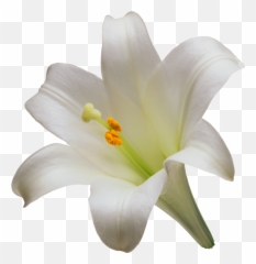 Png V - Madonna Lily