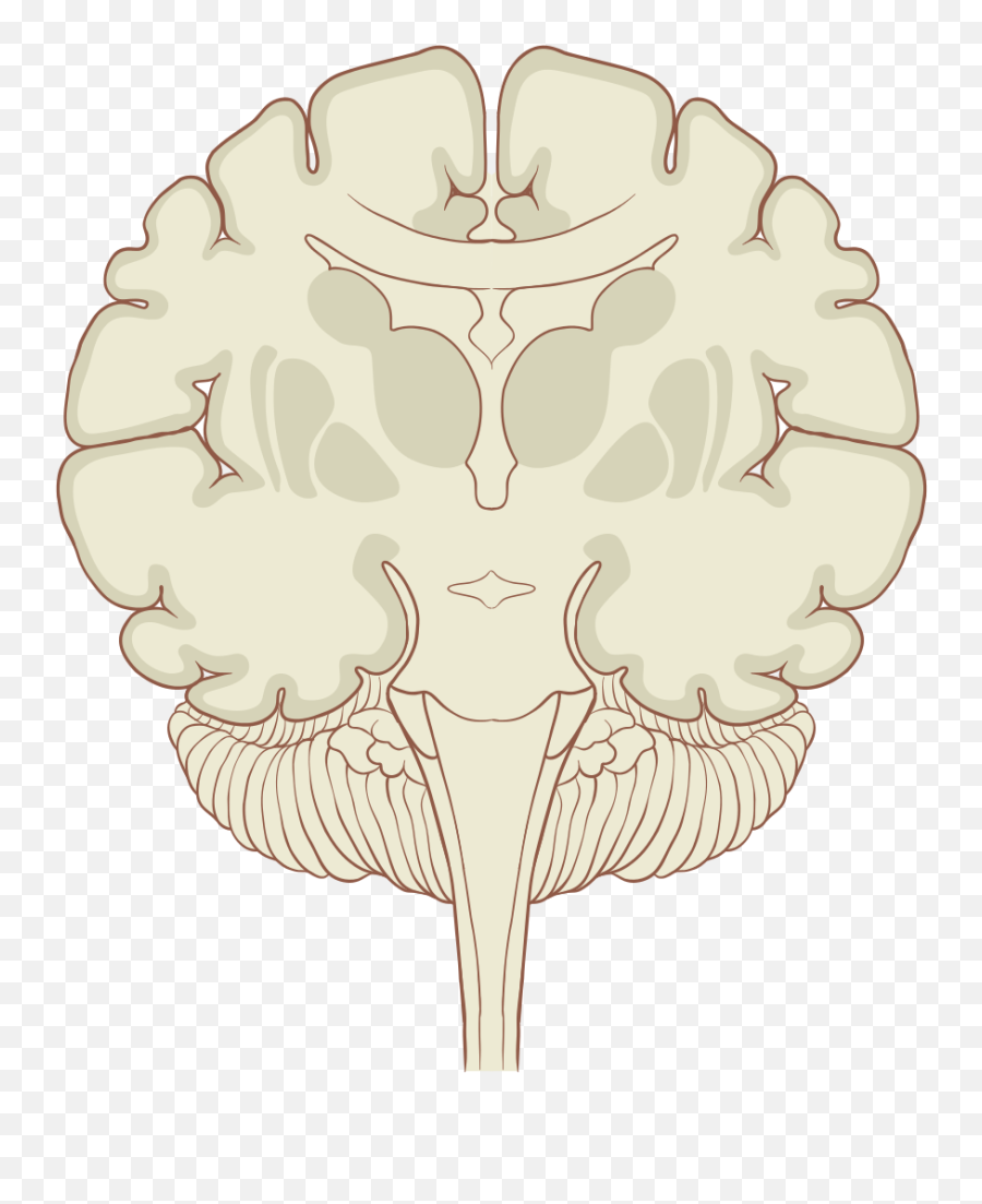 Filebrain Human Coronal Sectionsvg - Wikimedia Commons Brain Coronal Section Illust Png,Brain Outline Png