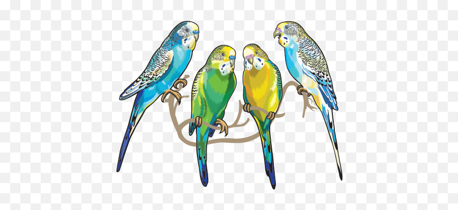 Printed Vinyl Group Of 4 Parrots Stickers Factory - Parakeet Sticker Png,Pirate Parrot Png