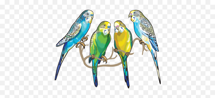 Printed Vinyl Group Of 4 Parrots Stickers Factory Parakeet Sticker