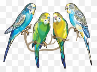 Printed Vinyl Group Of 4 Parrots Stickers Factory - Parakeet Sticker Png,Pirate Parrot Png
