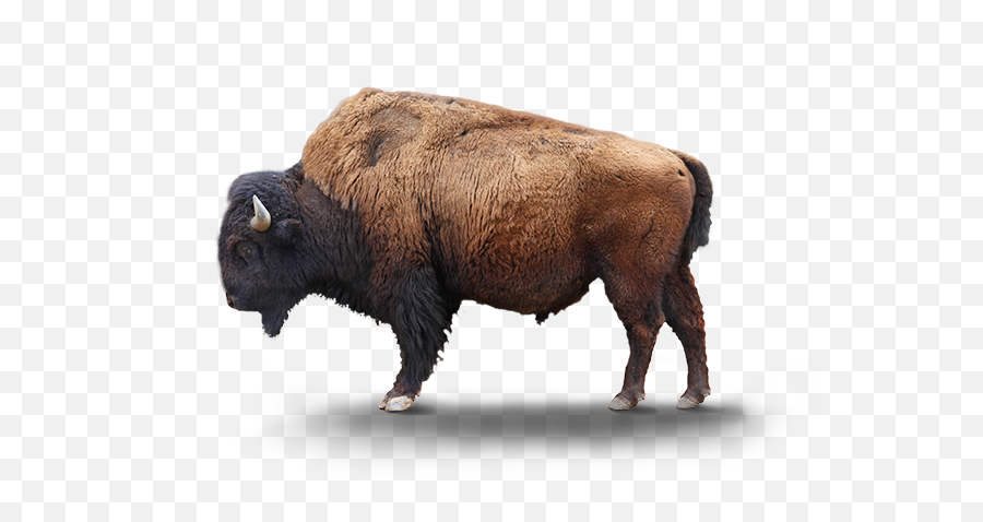 Bison Transparent Background - Bison Png,Bison Png