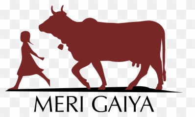 Ox Clipart Gir Cow Transparent Free For Download - Gir Cow Clipart png