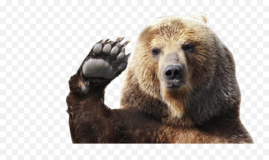 Waving Brown Grizzly Bear Paw - Transparent Bear Png,Grizzly Bear Png